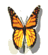 Belleville butterfly